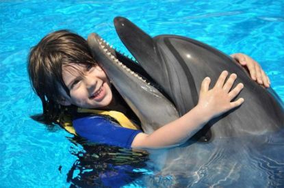 Picture of DOLPHIN SHOW