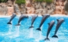 Picture of DOLPHIN SHOW