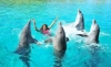 Picture of DOLPHIN SHOW