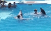 Picture of DOLPHIN SHOW