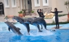 Picture of DOLPHIN SHOW