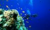 Picture of SAFARI E SNORKELING AL BLUE HOLE E CAMMELLATA