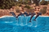 Picture of DOLPHIN SHOW